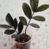 Замиокулькас Равен (Zamioculcas zamiifolia ‘Raven’)